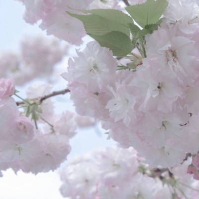 兽设背景故事创作FurryQQ群